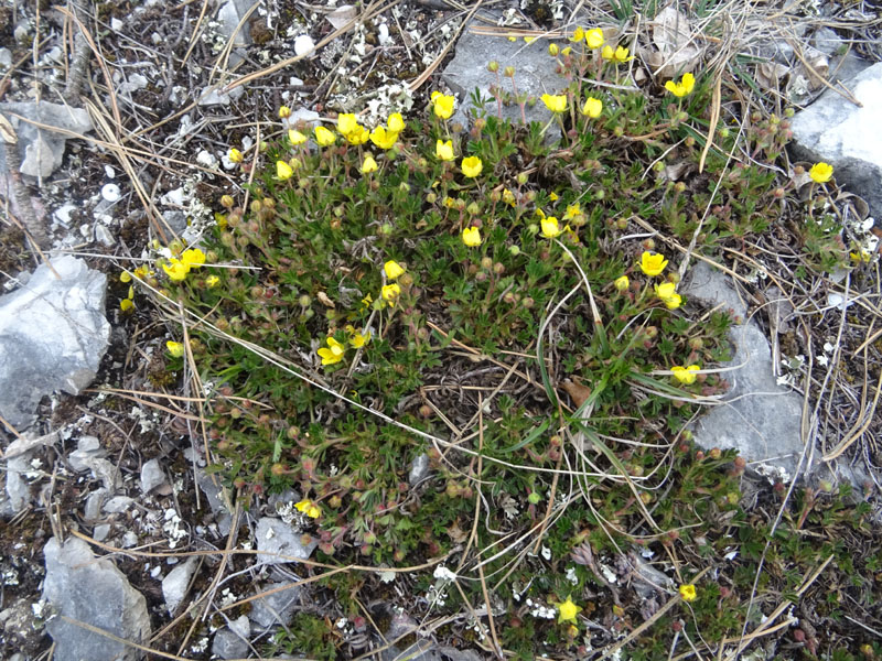 Potentilla